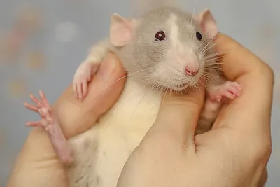 Фото маленькой крысы в формате PNG для загрузки