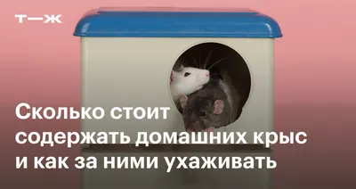 Картинка маленькой крысы в формате JPG