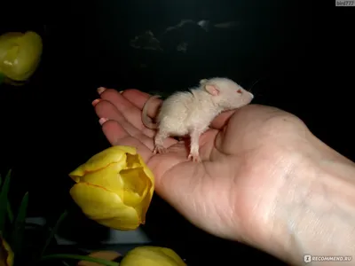 Картинка маленькой крыски в PNG