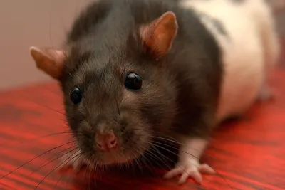 Изображение маленькой крысы для WebP скачивания