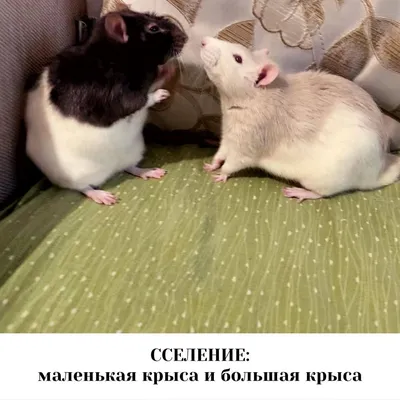 Фото маленькой крысы в формате PNG для загрузки