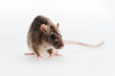 Изображение маленькой крысы в формате PNG