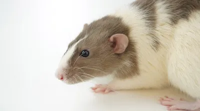 Маленькая крыса для скачивания в формате WebP