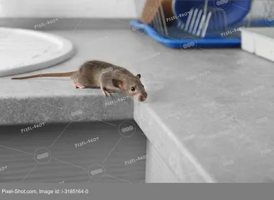 Фото крыски маленького размера в формате JPG