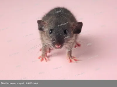 Маленькая крыса для скачивания в формате WebP