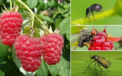 Скачать фото мухи в хорошем качестве бесплатно