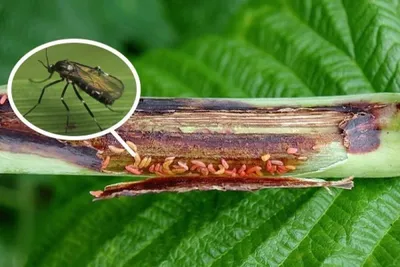 Уникальные изображения мухи для скачивания