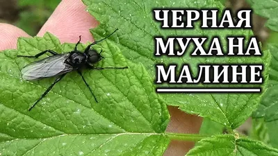 Уникальные изображения мухи с возможностью выбора размера и формата