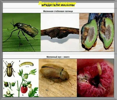 Красочные снимки Малинной мухи
