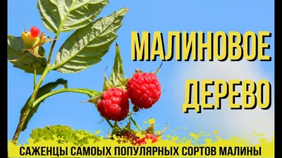 Малиновое дерево богатырь на фотографии: прекрасное природное явление