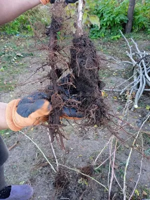 Малиновое дерево богатырь фотографии