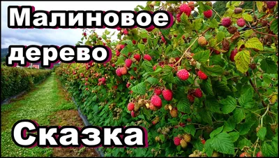 Красивые картинки малинового дерева голд