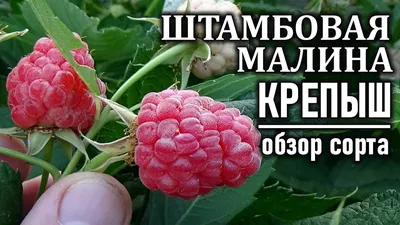 4K картинка малинового дерева крепыш