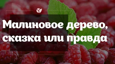 Фото Малинового дерева на фоне природы в разрешении 2024