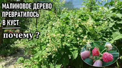 Прекрасный уголок природы: Великолепие Малинового дерева на фото