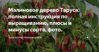 Художественные фотографии малинового дерева