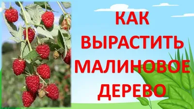 Прекрасные обои с малиновым деревом таруса для рабочего стола