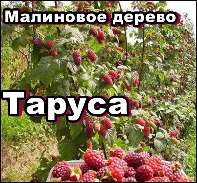 Изображение малинового дерева Таруса для android