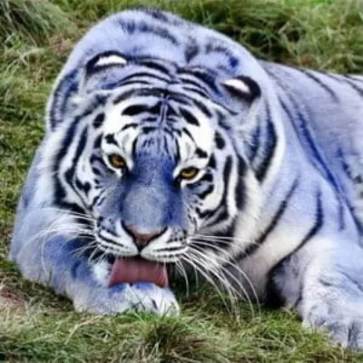 Изображение мальтийского тигра в формате webp