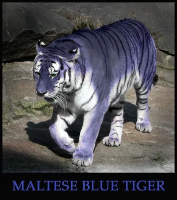 Изображение мальтийского тигра, символа силы и мощи