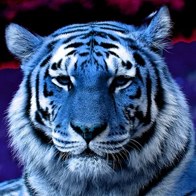 Картина мальтийского тигра, восхищающая своей красотой