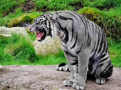 Красочная картинка мальтийского тигра