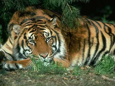 Фотография мальтийского тигра на фоне заката