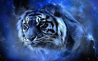 Изображение мальтийского тигра в черно-белом стиле