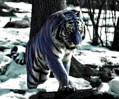 Эпическая фотография мальтийского тигра на охоте