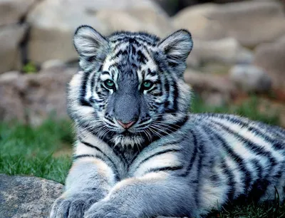 Изображение мальтийского тигра для скачивания