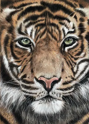 Изображение мальтийского тигра с мощными лапами