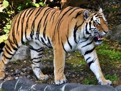 Фото мальтийского тигра, позволяющая увидеть его в естественной среде обитания