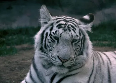 Уникальная фотография мальтийского тигра