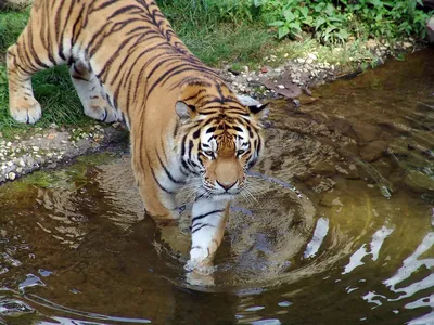 Эффектное изображение мальтийского тигра в манящем позе
