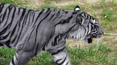 Фотография мальтийского тигра, приковывающая взгляд
