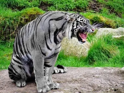 Качественное изображение мальтийского тигра