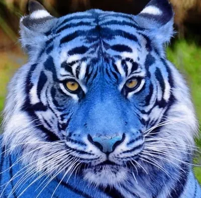 Фотография мальтийского тигра на фоне природы