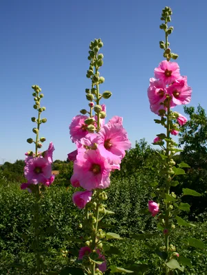 Изображение розы Мальва шток роза для загрузки в png формате