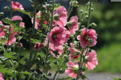 Розовая мальва шток роза: Картинка в png формате с прозрачным фоном