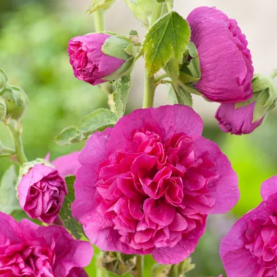 Фото Мальва шток роза с возможностью загрузки в разных форматах