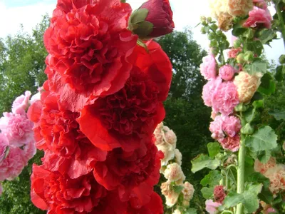Фотография розы Мальва шток роза с выбором размера и формата