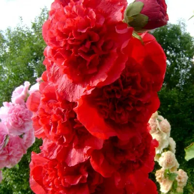 Фотка Мальва шток роза в png формате с прозрачностью фона