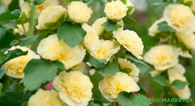 Роза Мальва шток роза в разных размерах: Фото в jpg формате