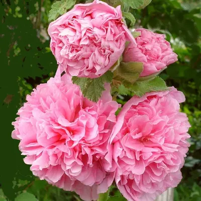Фотка розы Мальва шток роза в webp формате для быстрой загрузки