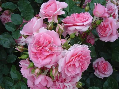 Фотография розы Мама роза в разных форматах