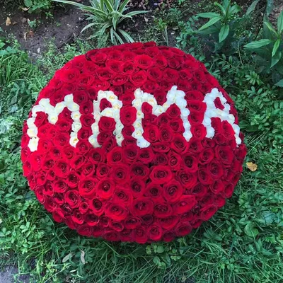 Фотография цветка Мама роза в jpg формате