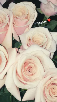 Изображение Мама роза для скачивания