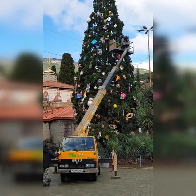 Фотоальбом Мамонтового дерева: путешествие во времени