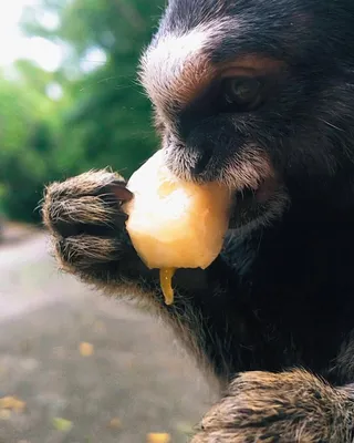 Фотк мамы обезьяны: лучший фон для экрана