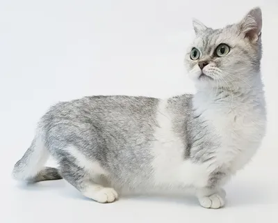 Манчкин: маленькая кошка с большими глазами на фото